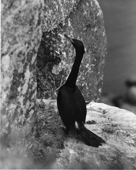 cliff, nesting, cormorant