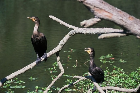 cormorants, birds