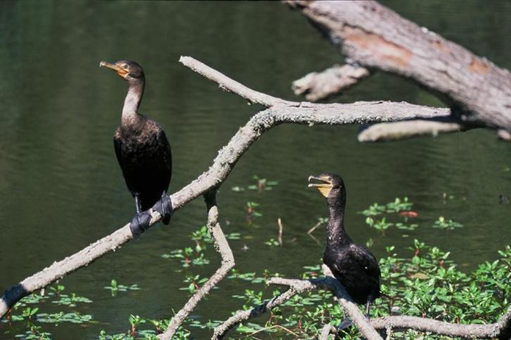 cormoranes, pájaros