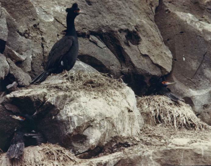 cormorants, nesting, sea, cliff