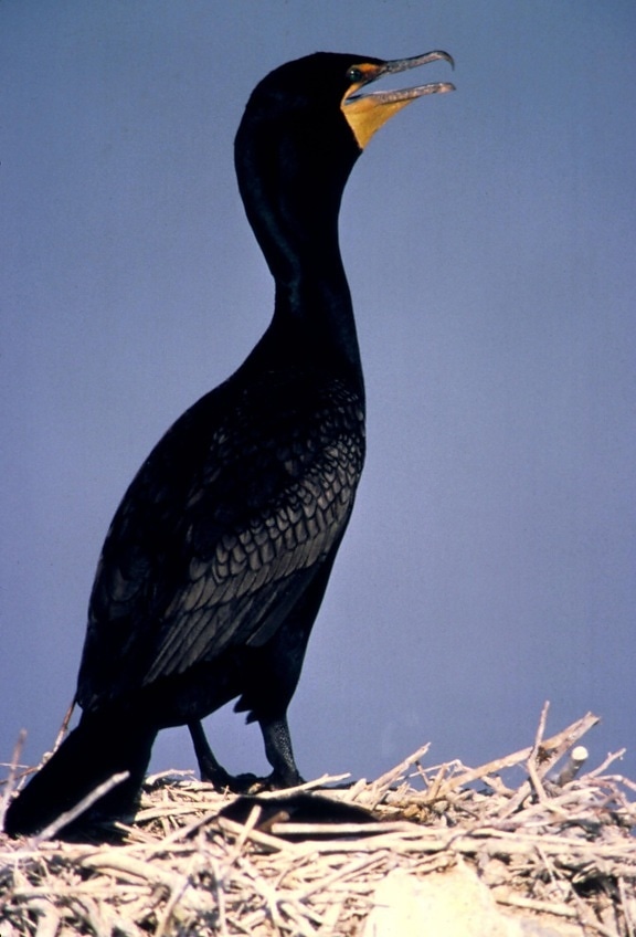 double, crested, black, cormorant, bird