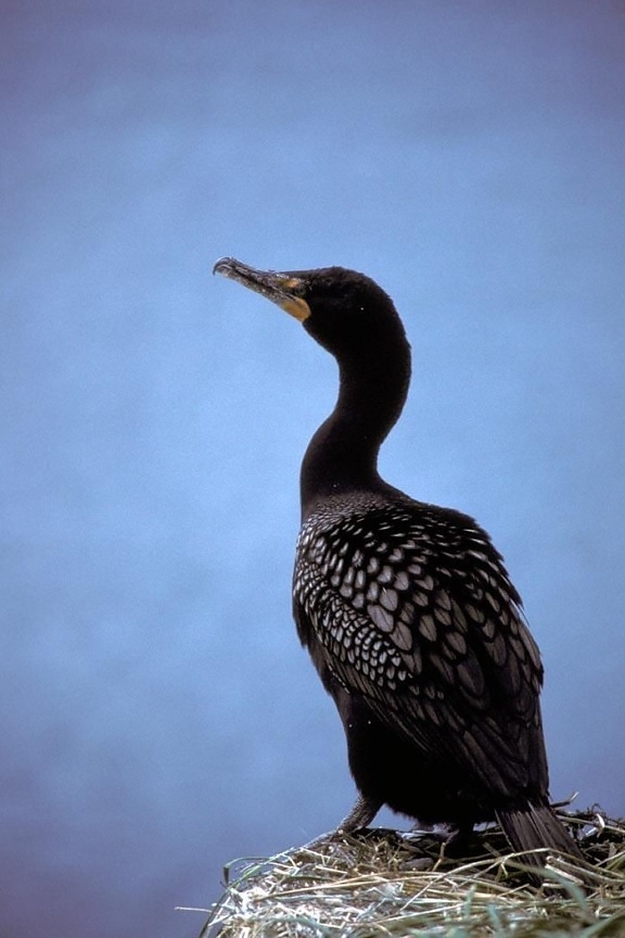double, crested, black, cormorant, phalacrocorax auritus
