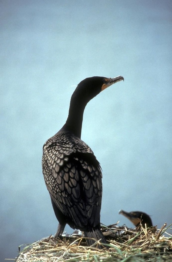 double, crested, cormorant, back