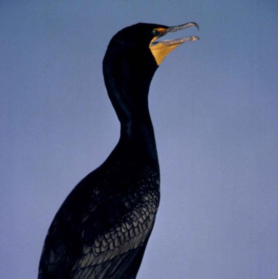 double, crested, cormorant, male, bird