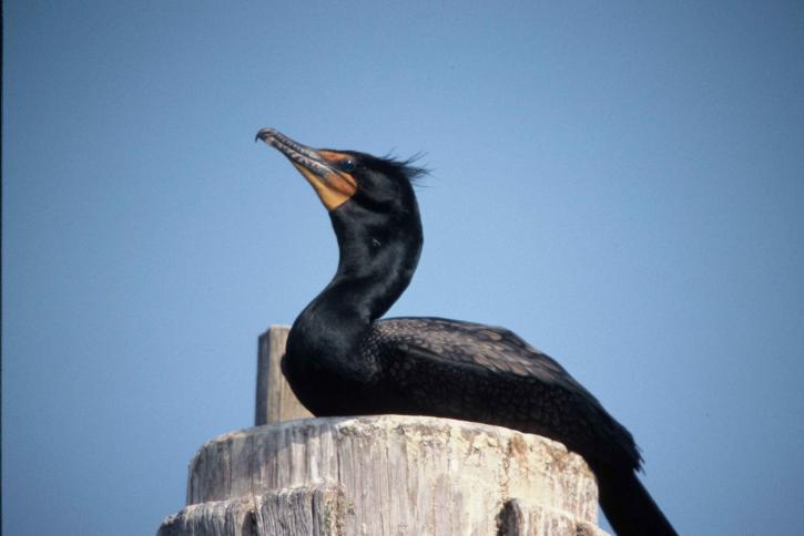 double, crested, cormorant, dock, piling