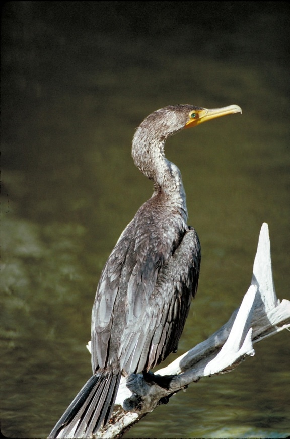 double, crested, cormorant, river