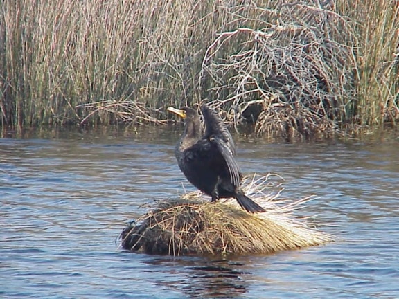 double, aigrettes, cormorans, phalacrocorax auritus, oiseau, lac, nid