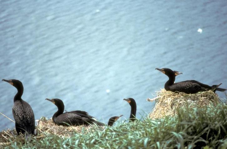 doppio, crestato, cormorani, nidificazione