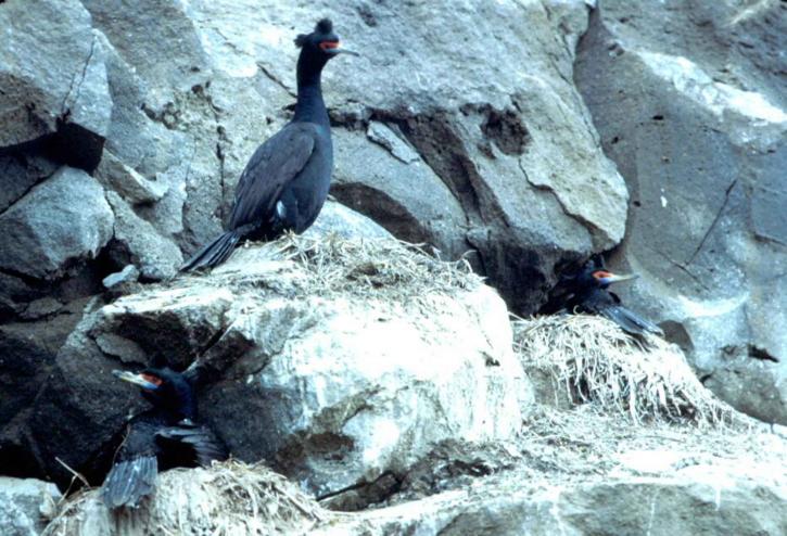 Phalacrocorax, urile, màu đỏ, phải đối mặt, cormorant, chim, đá