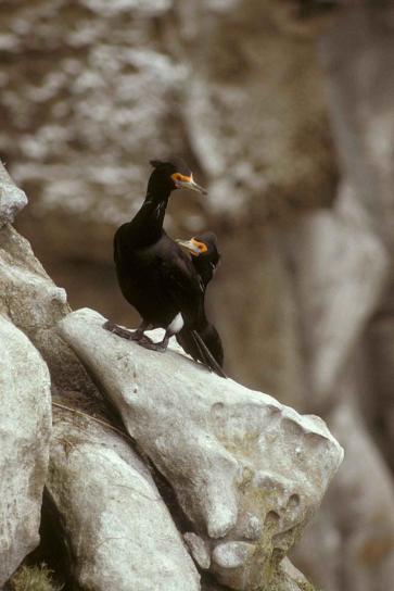 rosso, di fronte, cormorani, uccelli, coppia, phalacrocorax urile