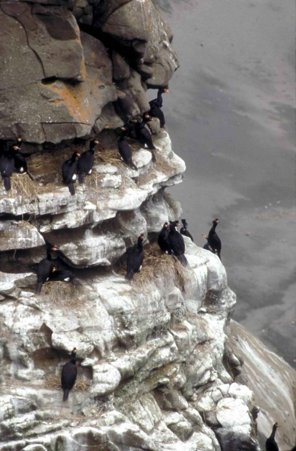 red, faced, cormorant, colony