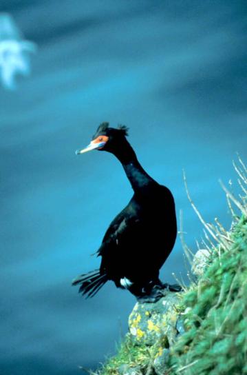biển, chim, màu đỏ, phải đối mặt, cormorant, phalacrocorax urile