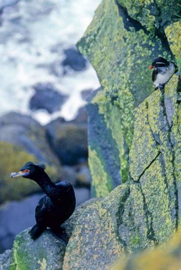 shorebirds, phalacrocorax urile, cyclorrhynchus psittacula