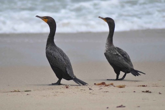two, double, crested, cormorants, beach, sand