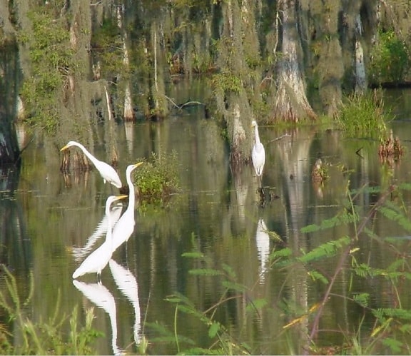crane bird in marshland natural habitat