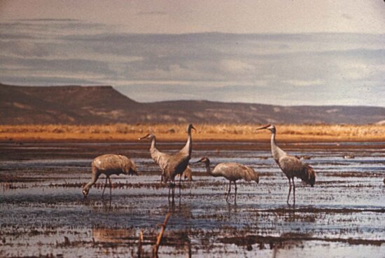 up-close, flock, sandhill, cranes, standing, wetland area