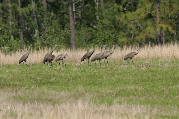 flock, mississippi, sandhill, crane, roam, ground