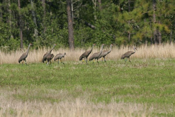 flock, mississippi sandhill crane (Grus canadensis pulla), roam, ground
