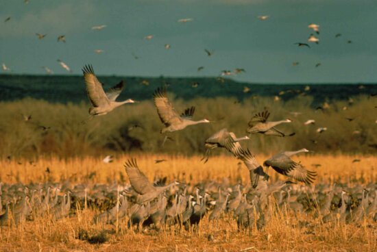flock, sandhill, cranes, ground, flight