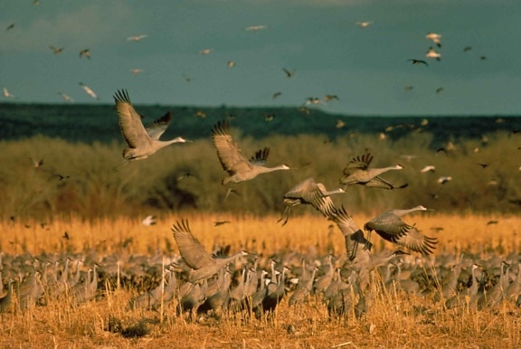 flock, sandhill, cranes, ground, flight