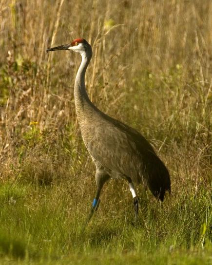 Mississippi sandhill crane (Grus canadensis pulla) bird in grass