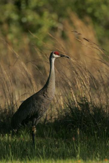 Mississippi sandhill crane (Grus canadensis pulla) , camouflages in grass