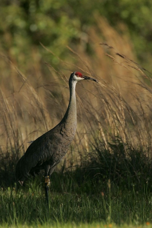 Mississippi sandhill crane (Grus canadensis pulla) , camouflages in grass
