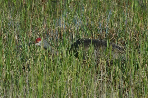 Mississippi sandhill crane (Grus canadensis pulla) wades in marsh