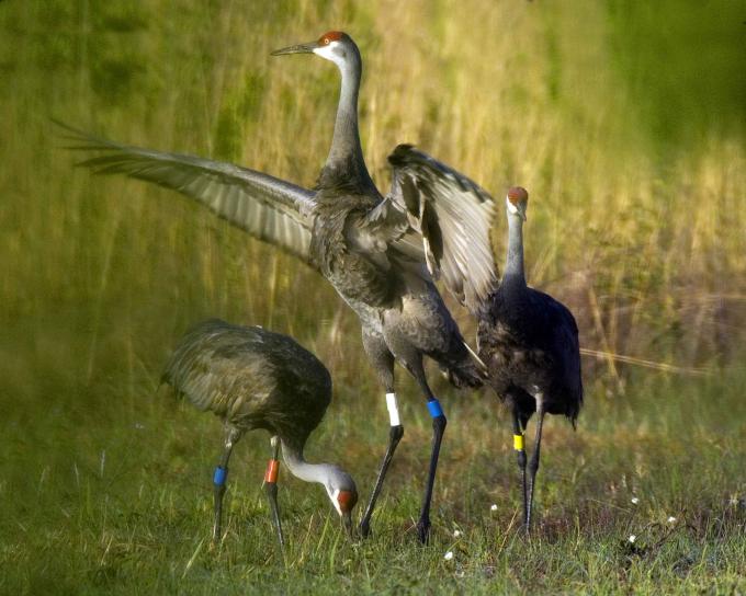 mississippi sandhll crane, birds, (Grus canadensis pulla)