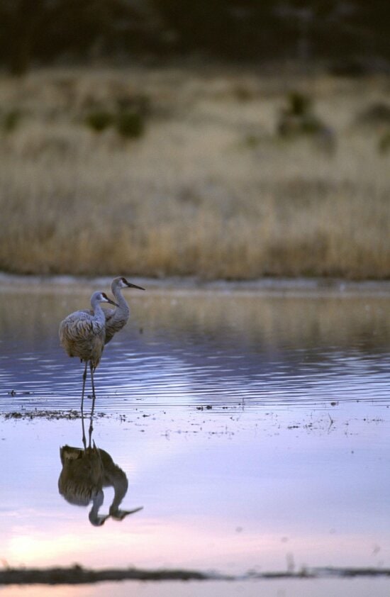 pair, sandhill, cranes, stand, water, together, grus canadensis