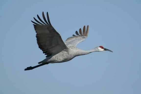 sandhill crane bird (Antigone canadensis), flying