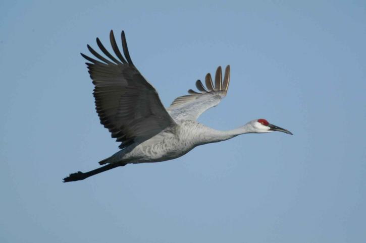 sandhill, crane, bird, flying