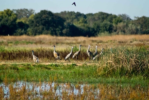 sandhill crane birds (Antigone canadensis), marsh, grass, swamp
