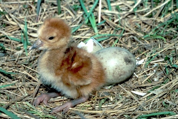 sandhill crane chick, nest, egg, (Grus canadensis)