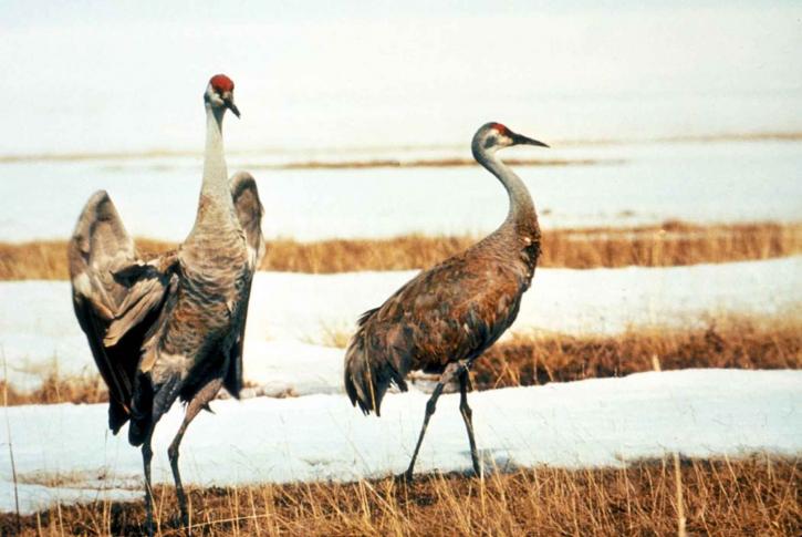 par, fåglar, Sandhill crane