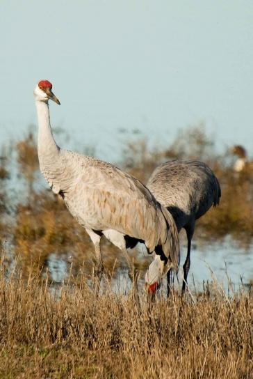Sandhill cranes, pássaros, terra