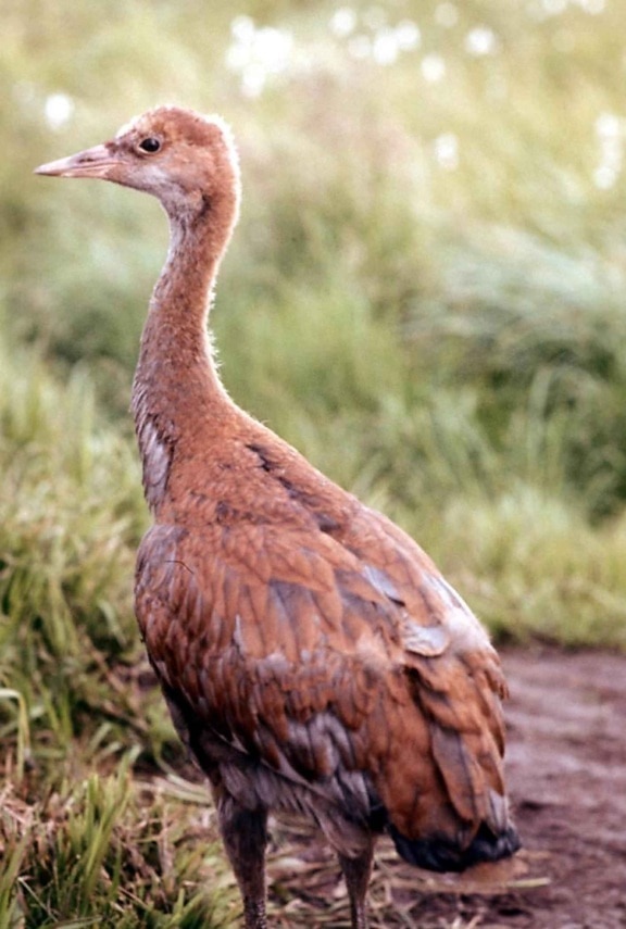 young chick, sandhill crane (Grus canadensis)