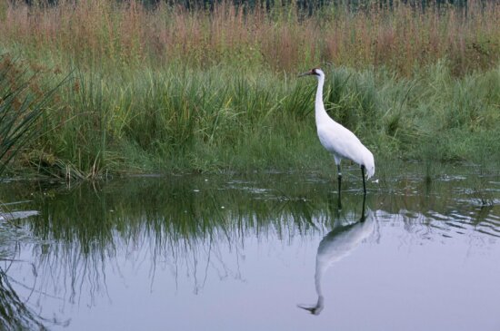 whooping, crane, photographed, swamp, water