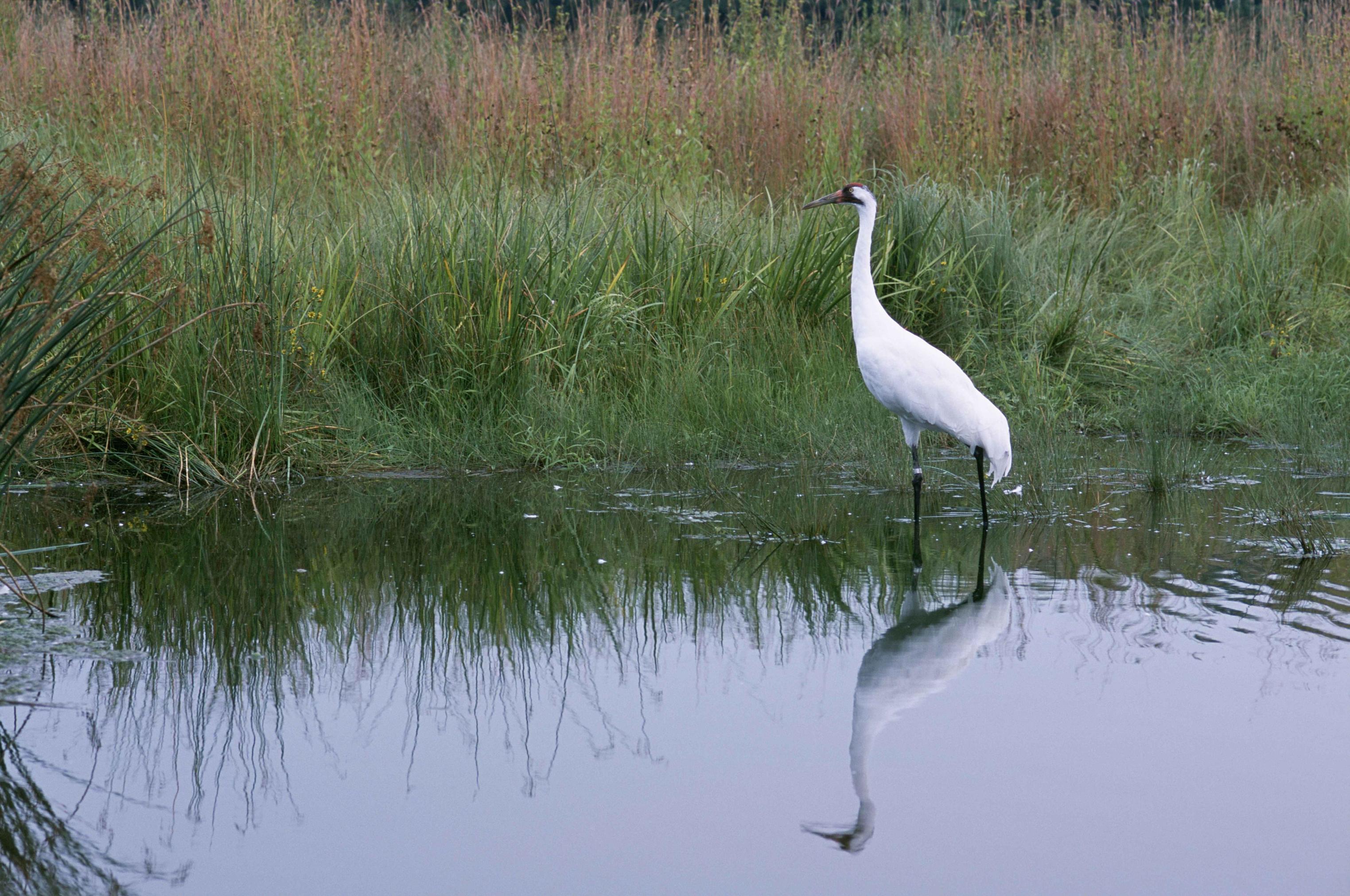 Free Picture Whooping Crane Grus Americana Bird Photographed In