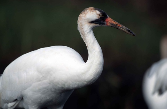 up-close, white whooping crane, bird, (Grus Americana)