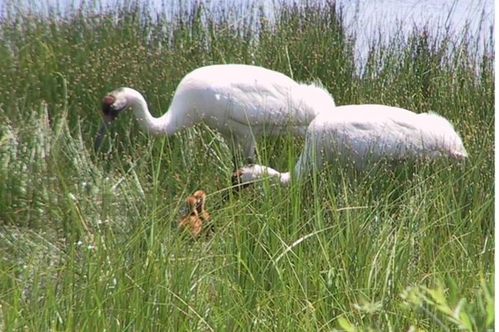 pair, male, female, whooping, crane, birds, green, marsh, feeding, chicks
