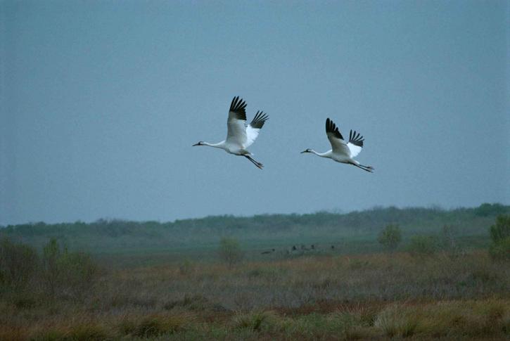 pair, whooping, cranes, male, female, flight, grus canadensis