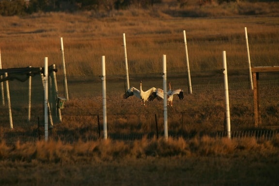 two, whooping, cranes, captive, pen, grus canadensis