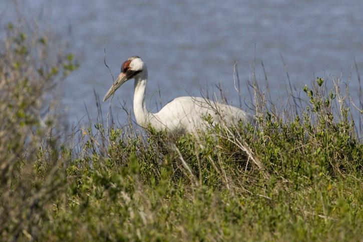 white whooping crane bird  (Grus americana) on shore