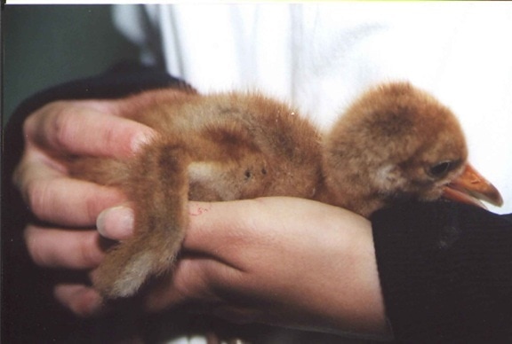 whooping crane chick in hands