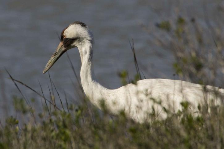 whooping crane bird, grus Americana, pauses, vegetation