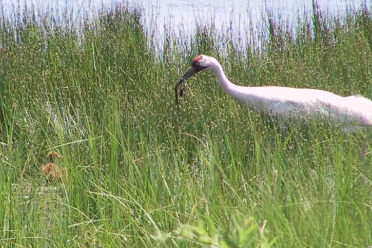 whooping crane, green marsh, feeding, chick, nest, grus Americana