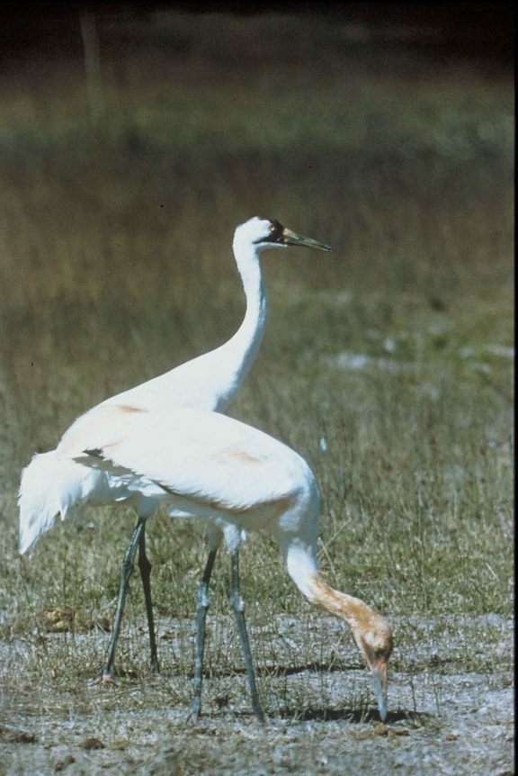 whooping, cranes