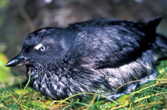 Crested auklet