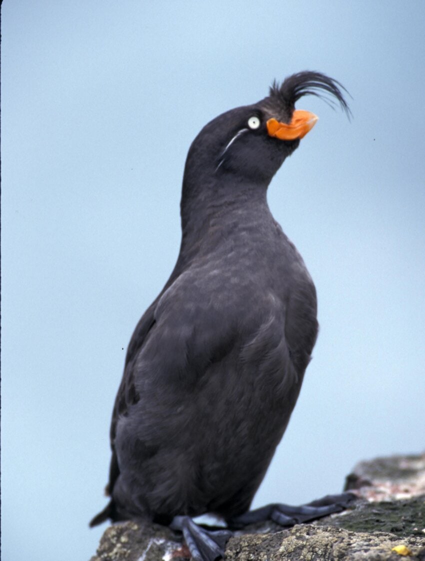 10+ Schopfalk vogel freie Bilder